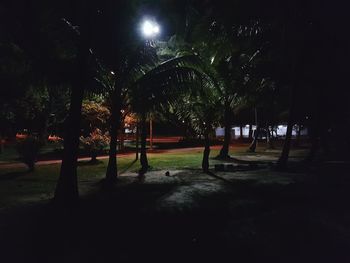 Trees at night