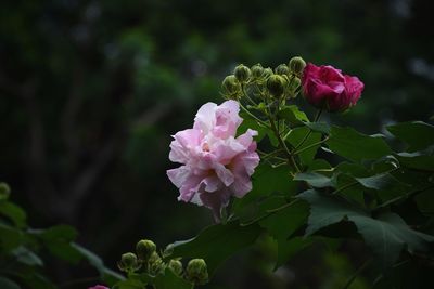 Close-up of pink flowering plant