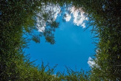 Low angle view of trees against sky