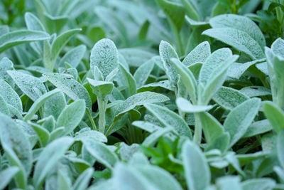 Close-up of wet plant leaves on field