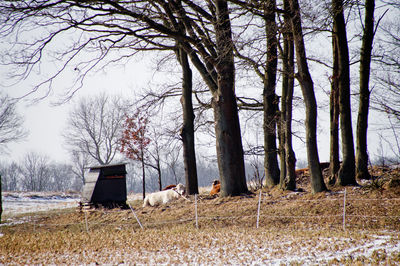Bare trees on landscape against sky