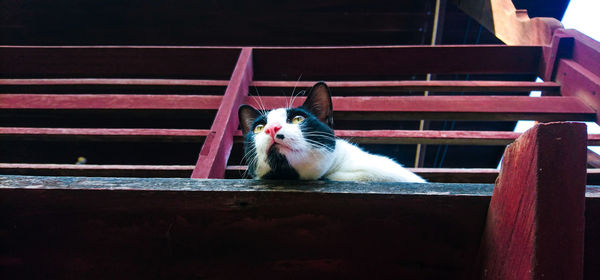 Close-up of cat sitting outdoors