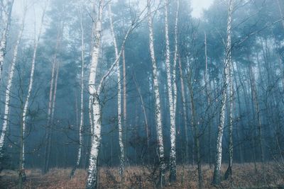 Trees in forest