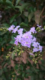 Close-up of purple flowers blooming outdoors