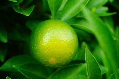 Close-up of lemon on tree