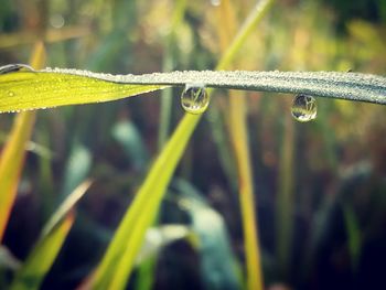 Close-up of raindrops on grass