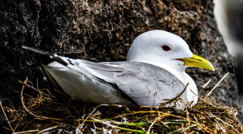 Close-up of seagull perching on nest