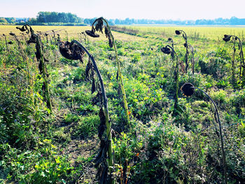 Scenic view of agricultural field