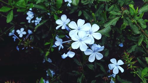 Close-up of white flowers blooming outdoors