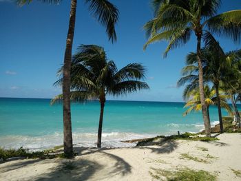 Palm trees on beach against clear sky