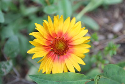 Close-up of yellow flower