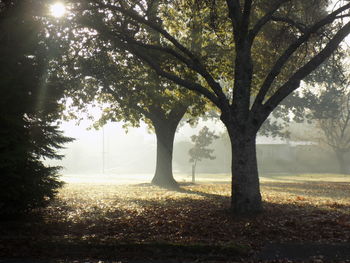 Scenic view of trees and landscape