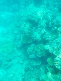 View of coral in sea