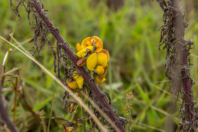 Close-up of fruit growing on tree trunk