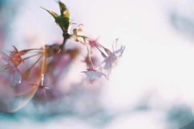 Close-up of flowers