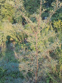 High angle view of trees growing on field