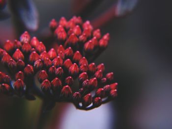 Macro shot of red flower