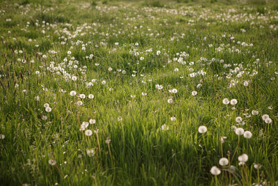 Dandelion pustule on the green meadow in sunshine