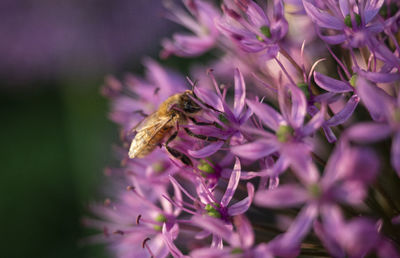 Close-up of bee pollinating on purple flower