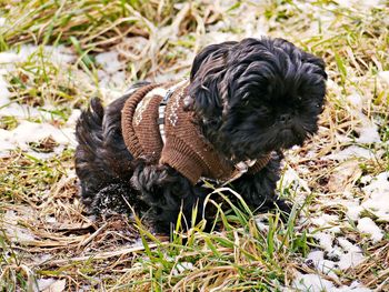 High angle view of puppy on grass