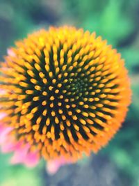 Close-up of flower against blurred background