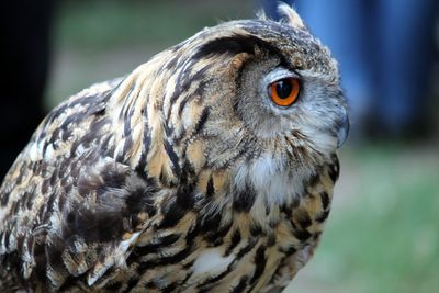 Close-up of a bird