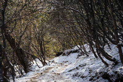 Trees in forest during winter