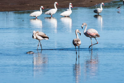View of seagulls in lake