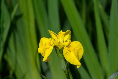 One delicate wild yellow iris flower in full bloom, in a garden in a sunny summer day