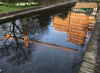 Reflection of trees in puddle