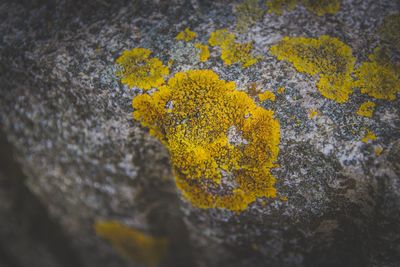 Close-up of yellow flower growing on tree trunk