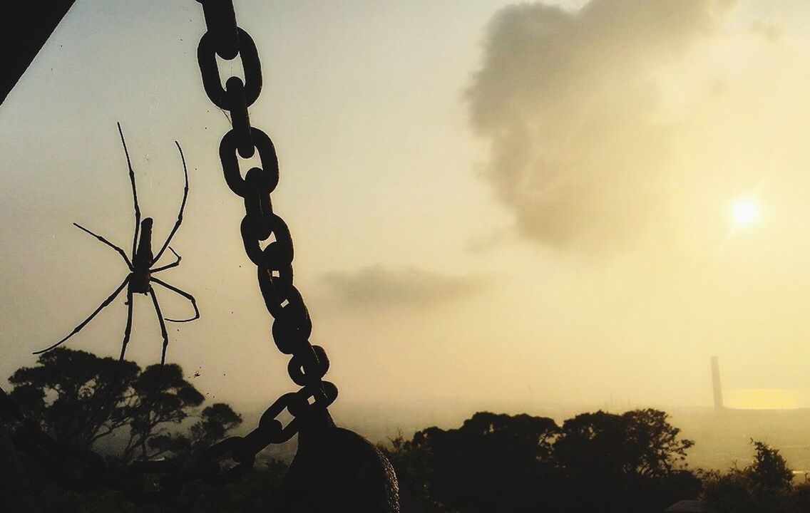 sunset, silhouette, sky, tree, no people, nature, beauty in nature, outdoors, sun, day