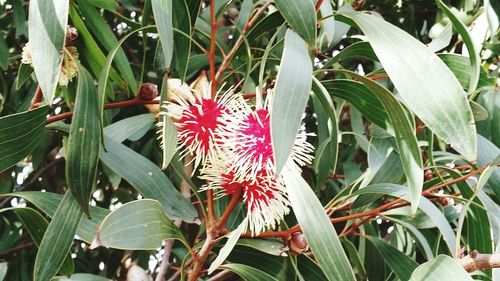 Close-up of red flowering plants