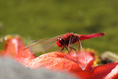 Close-up of insect on flower