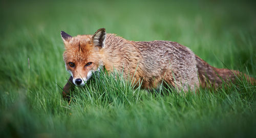 Close-up of dog on field