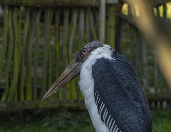 Close-up of bird perching on railing