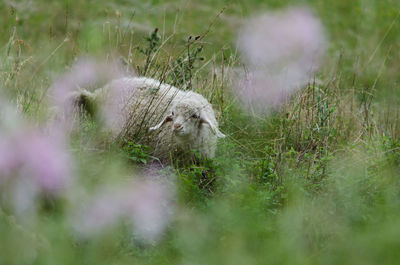 View of sheep on field