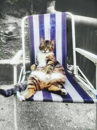 Cat relaxing outdoors