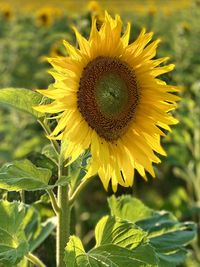 Close-up of yellow sunflower