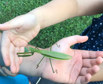 Close-up of hand holding insect