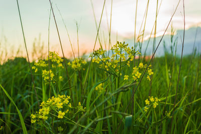 Close-up of fresh yellow flowers on field against sky