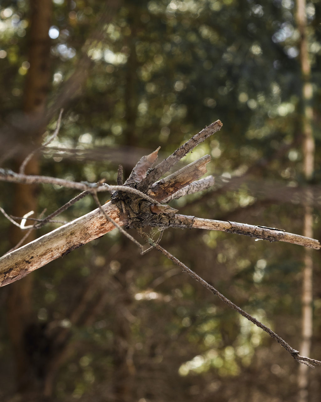 CLOSE-UP OF BARBED WIRE FENCE