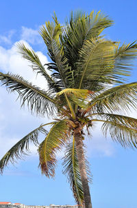 Low angle view of palm tree against sky