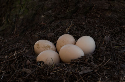 Close-up of eggs in grass