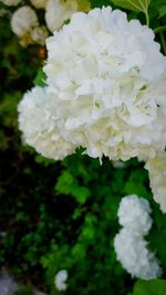 Close-up of white hydrangea flowers