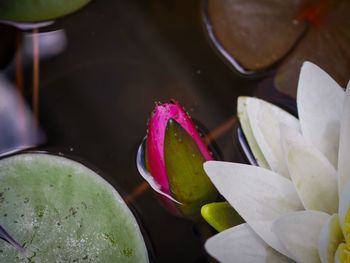 High angle view of water lily on plant