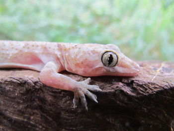 Close-up of lizard