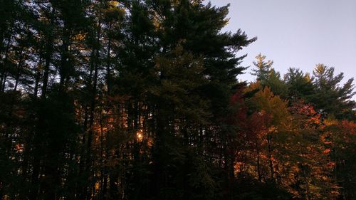 Low angle view of trees in forest