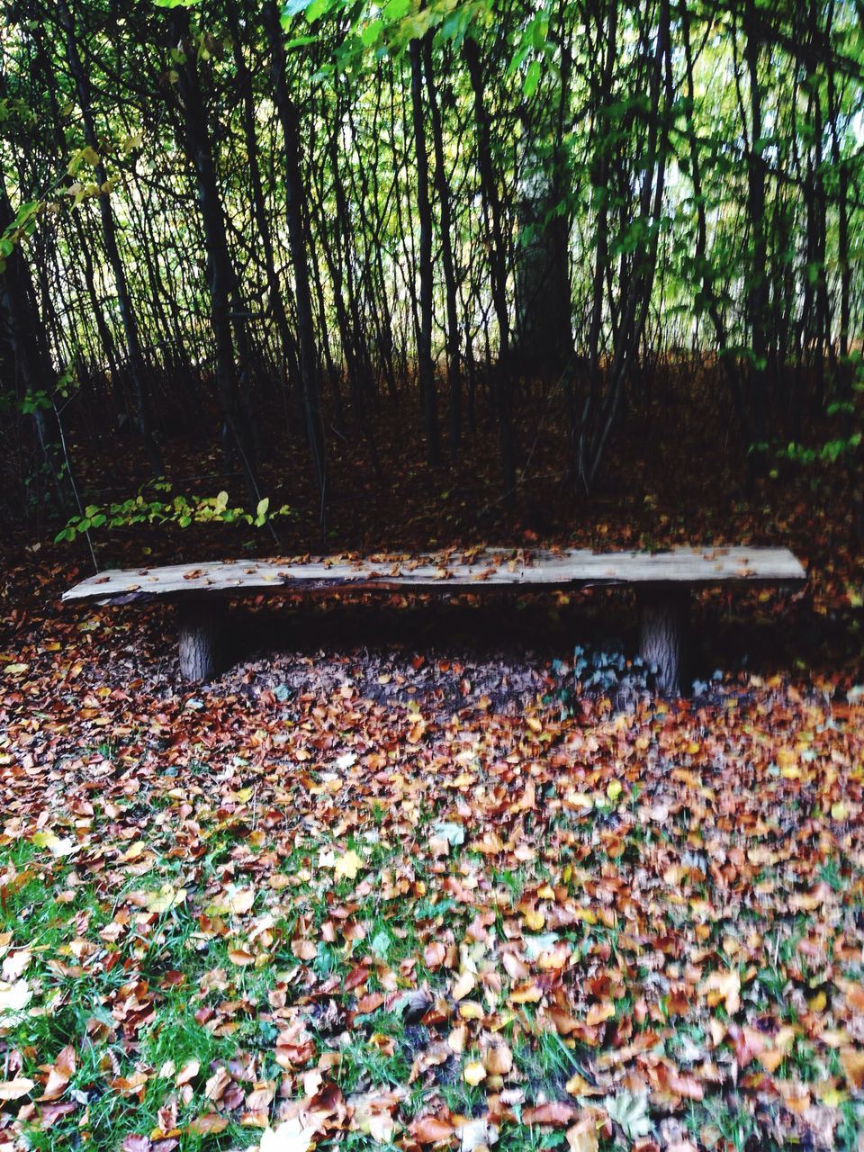 nature, leaf, tree, beauty in nature, growth, tranquility, outdoors, no people, scenics, day, plant, tranquil scene, autumn, water