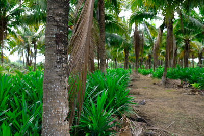 Trees growing in forest